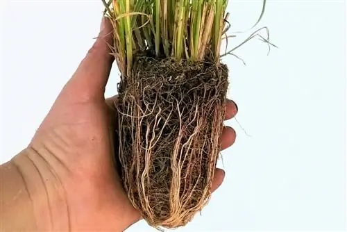 miscanthus voortplant