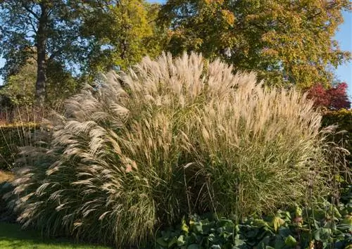 Miscanthus աճը