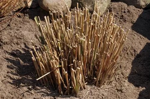 Tiros de Miscanthus: O momento certo e dicas de cuidados