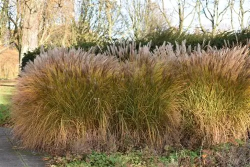 Miscanthus mizizi-jinsi-kirefu