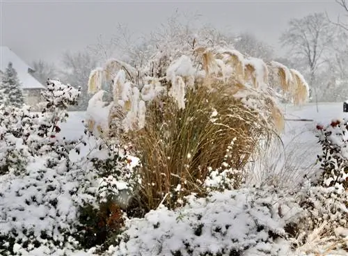 miscanthus-resistente