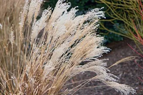 Miscanthus šaknų barjeras