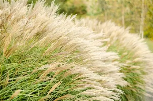 Miscanthus: Impresivno brz rast i faktori