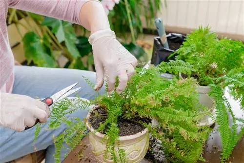 cortando vasos de plantas