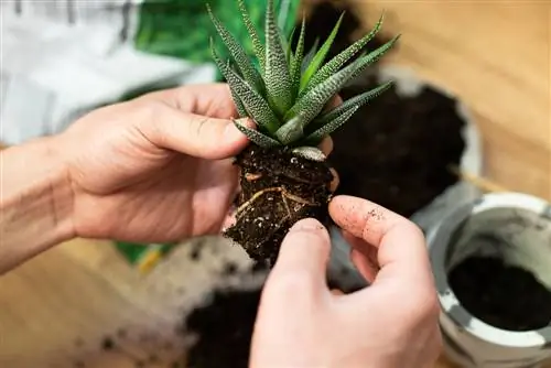 Când să repotăm plantele în ghivece