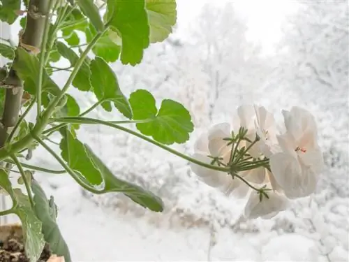 Hibernación de plantas en macetas.