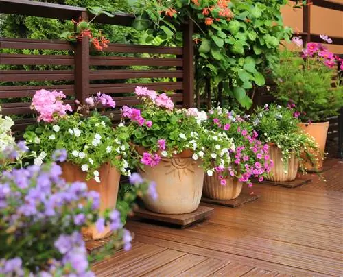 terrace potted plant design