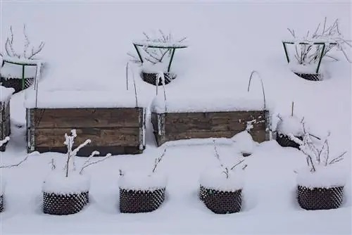 Protecting potted plants from frost