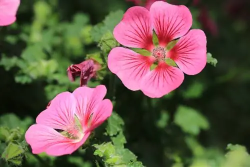 Malva del Cabo hibernando