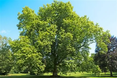 Plane tree profile: Everything you need to know about this tree