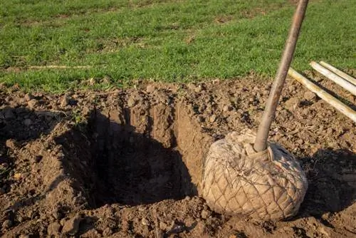 Plantar un plátano: así puedes cultivarlo en tu propio jardín