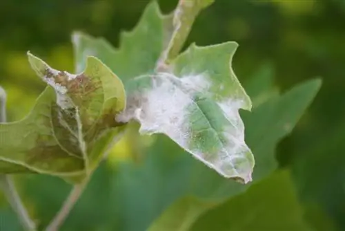 বাগানে সমতল গাছ: তিনটি সবচেয়ে সাধারণ রোগ