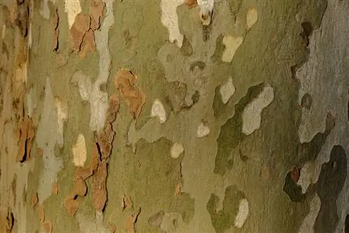 Why do plane trees shed their bark? The natural process