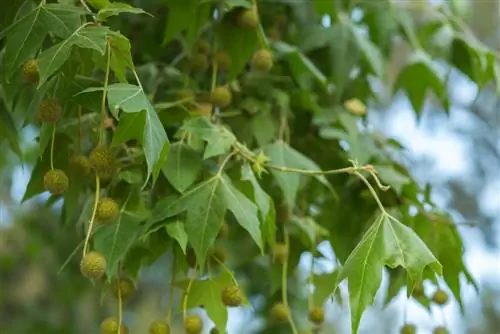 Plane trees: Which species are suitable for the garden?