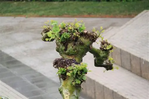 Daño por heladas del árbol sicomoro