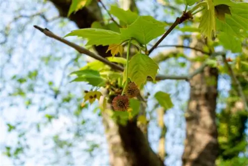 Platana javor razlika