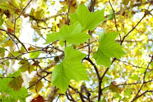 The leaf of the plane tree: Everything you need to know about the tree genus