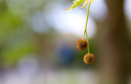 plane tree blossom