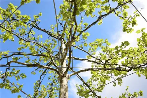 Forma del sostre del plàtan: així és com el tall i l'entrenament tenen èxit