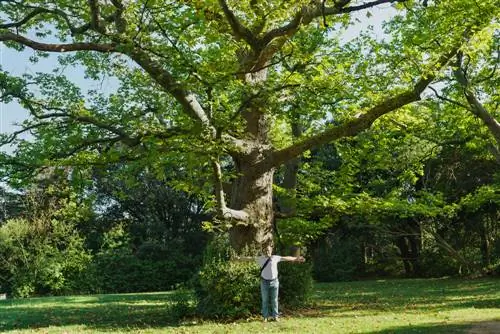 pokok-pesawat-dalam-taman