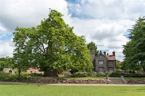 plane tree age