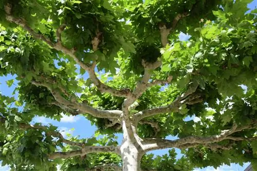 Plane tree crown pruning: This is how you care for and design the tree