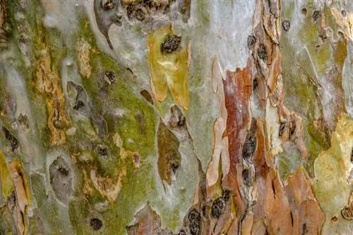 Sycamore tree: Why does it lose its bark?