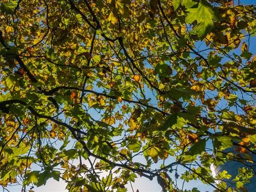 plane tree fungal attack