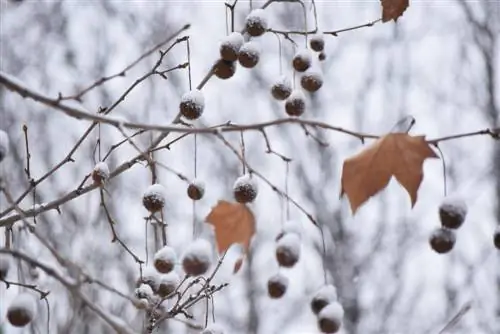 plane tree fruit