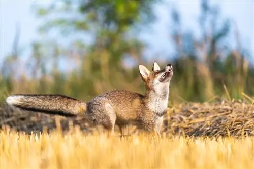 ¿Martens en el jardín? Estos enemigos proporcionan alivio