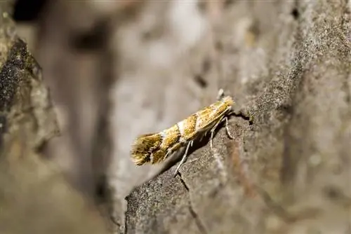 plane tree pests