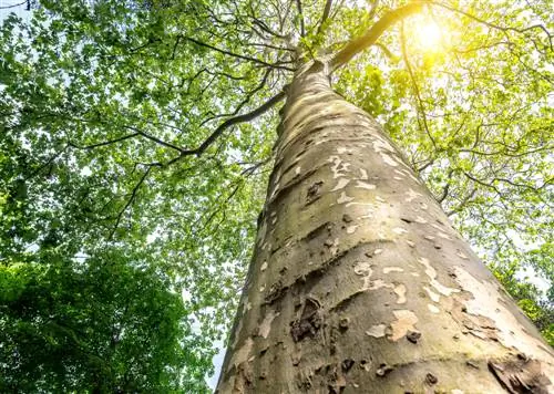 Pohon bidang di taman: Segala sesuatu tentang pertumbuhannya yang mengesankan