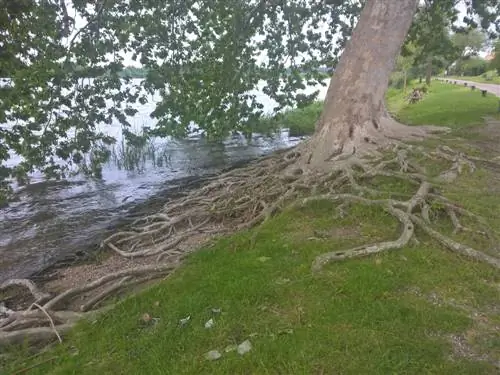 plane tree root system