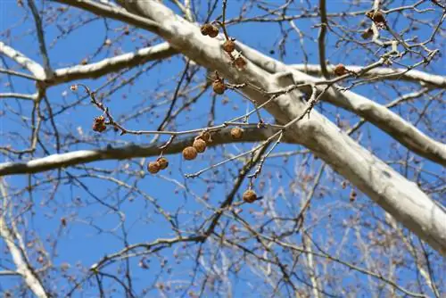 Pagpapalaganap ng mga plane tree: matagumpay na pamamaraan at tagubilin