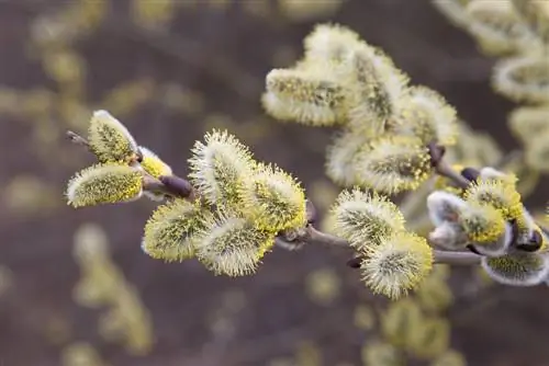 Protecting palm catkins: Why are they important for bees?