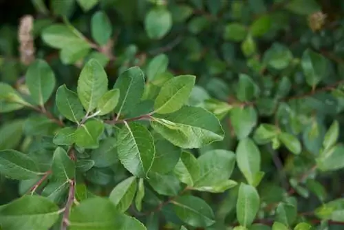 plantes d'aments