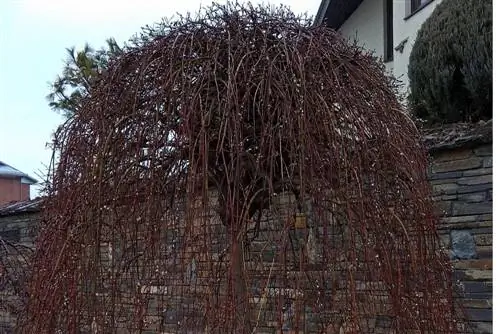 Hanging pussy willow: care pruning for he althier flowers