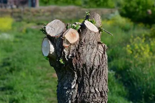 Cutting catkins: when and how to do it correctly?