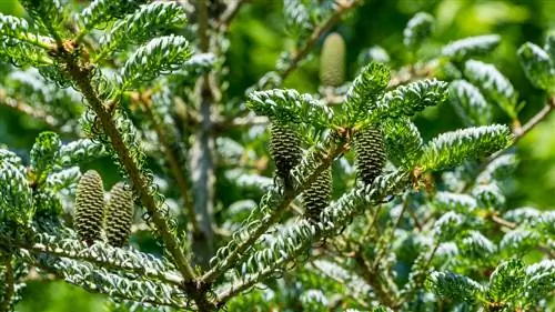 Korean fir diseases