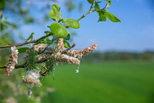 Multiplier le saule chaton : voici comment cela fonctionne avec les graines et les boutures