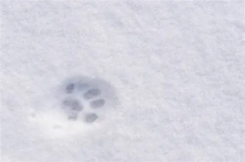 tracce di animali nella martora