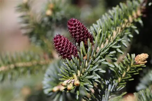 Voorplanting van Koreaanse spar: Dit is hoe jy dit tuis kan kweek