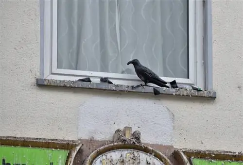 miedo a las palomas