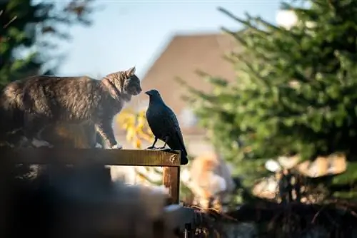 Pigeon deterrent: Effective methods for balconies and roofs