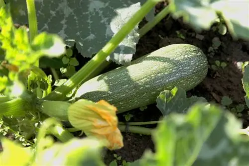 kun je courgette rauw eten