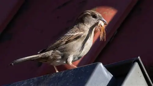 mengusir burung pipit