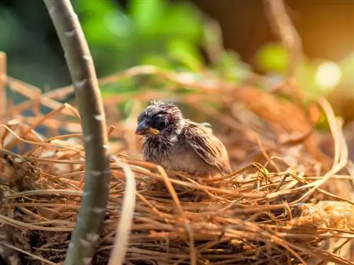 mengusir burung pipit