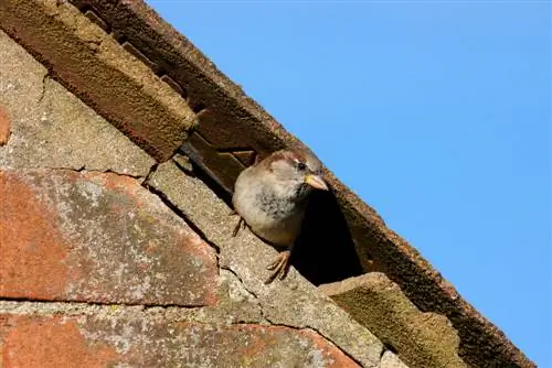 mengusir burung pipit