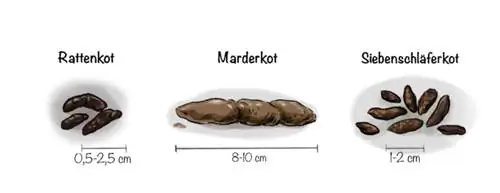 Comparaison des crottes de loir, des crottes de rats et des crottes de martre