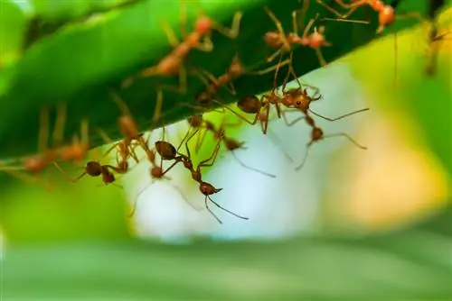 fourmis rouges